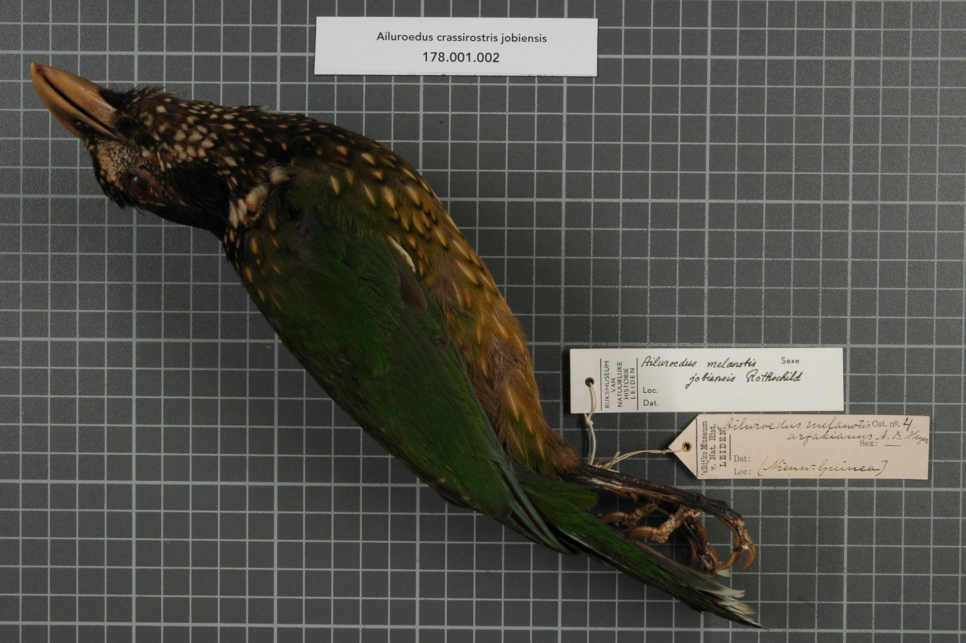 Northern Catbird illustration