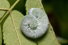 Cimbicidae