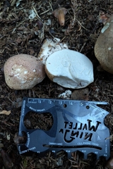 Lycoperdaceae