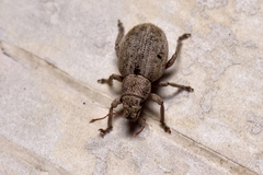 Strophosoma capitatum