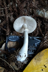 Leucoagaricus leucothites