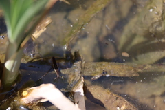 Gerris gracilicornis