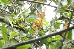 Vandoideae