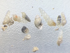 Pyrgulopsis sanchezi