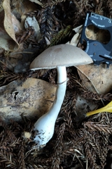 Leucoagaricus leucothites