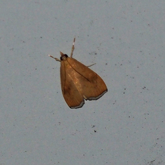 Portentomorphini