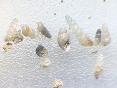 Pyrgulopsis sanchezi