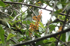 Vandoideae