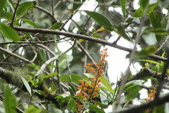 Vandoideae