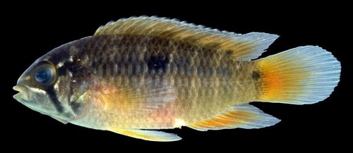 Potaro River Dwarf Cichlid