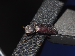 Bostrychopsis parallela