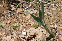 Anthocharis scolymus