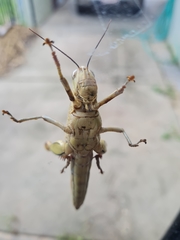 Stenocatantops angustifrons