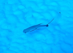 Trachinotus falcatus