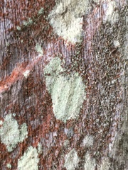 Lepra novaezelandiae