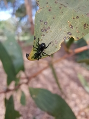 Rhynolaccus formicarius