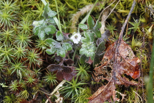 Littlefoot nemophila (Nemophila pedunculata)