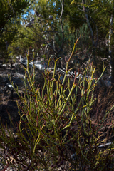 Acacia continua