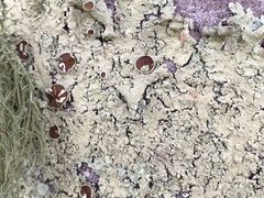 Austroparmelina pseudorelicina