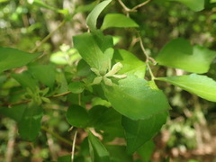 Diabelia spathulata