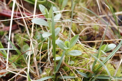 Sericocarpus rigidus