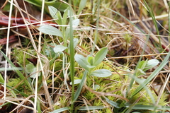 Sericocarpus rigidus