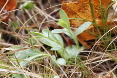 Sericocarpus rigidus