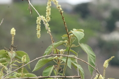 Croton morifolius