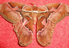 Rothschildia speculifer