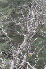 Arctostaphylos columbiana