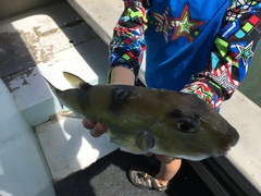 Lagocephalus lunaris