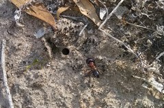 Camponotus ephippium