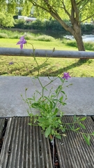Campanula patula