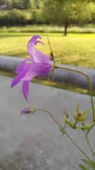 Campanula patula