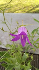 Campanula patula