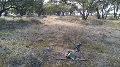 Camponotus ephippium