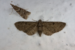 Eupithecia virgaureata
