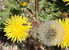 Oedaleus infernalis