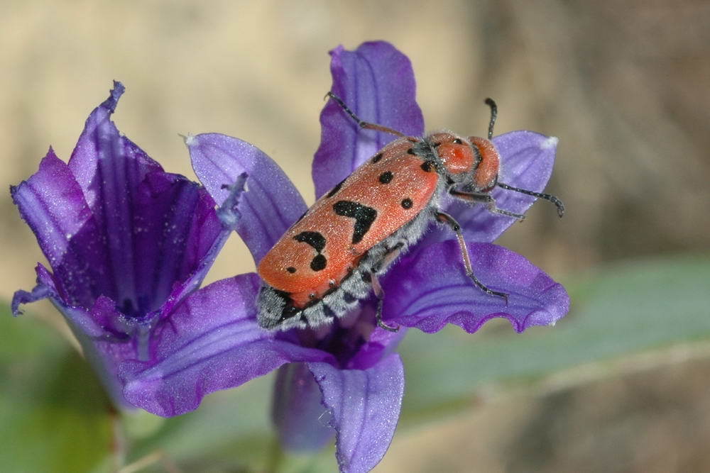 Mylabris audouini
