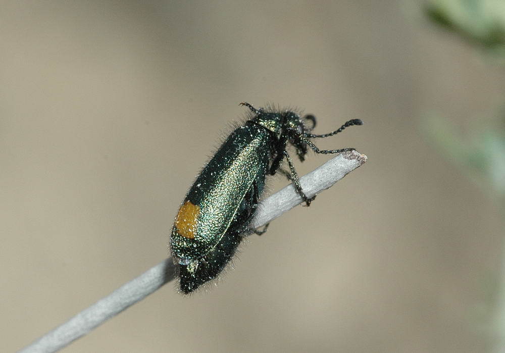 Mylabris bivulnera