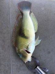 Choerodon cephalotes