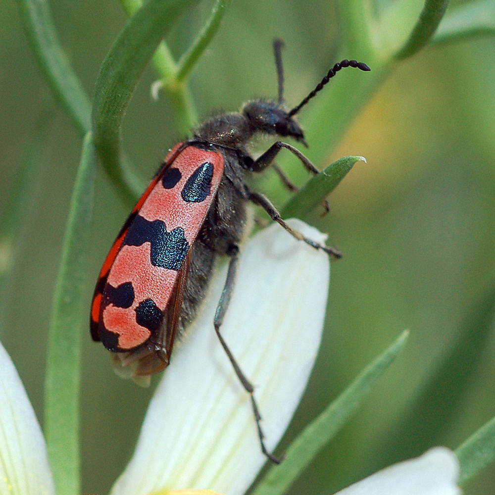 Mylabris coerulescens