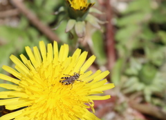 Oedaleus infernalis