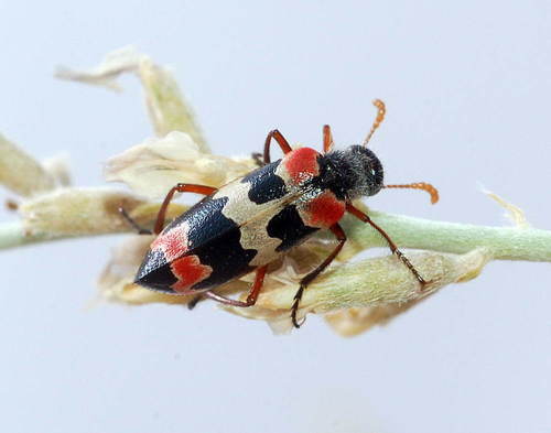 Mylabris elegantissima · iNaturalist