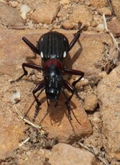Anthia decemguttata