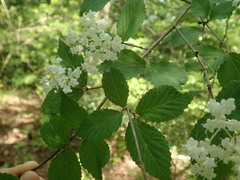 Viburnum wrightii