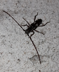 Cerambycidae