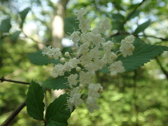 Viburnum wrightii