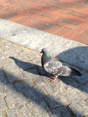 Columba livia