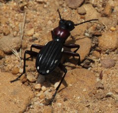 Anthia decemguttata